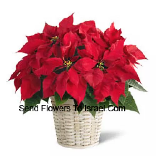 A perky, colorful, long-lasting poinsettia in a basket. (Please Note That We Reserve The Right To Substitute Any Product With A Suitable Product Of Equal Value In Case Of Non-Availability Of A Certain Product)