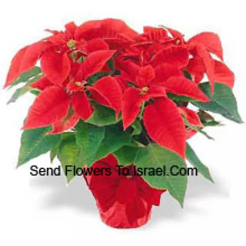 A worldwide holiday tradition! Poinsettias are a thoughtful way to say 'Happy Holidays' and add a long-lasting splash of color to any decor (Please Note That We Reserve The Right To Substitute Any Product With A Suitable Product Of Equal Value In Case Of Non-Availability Of A Certain Product)